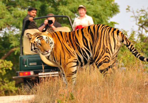 dmholidays,in nanital jimcorett ranikhet kusani almora package